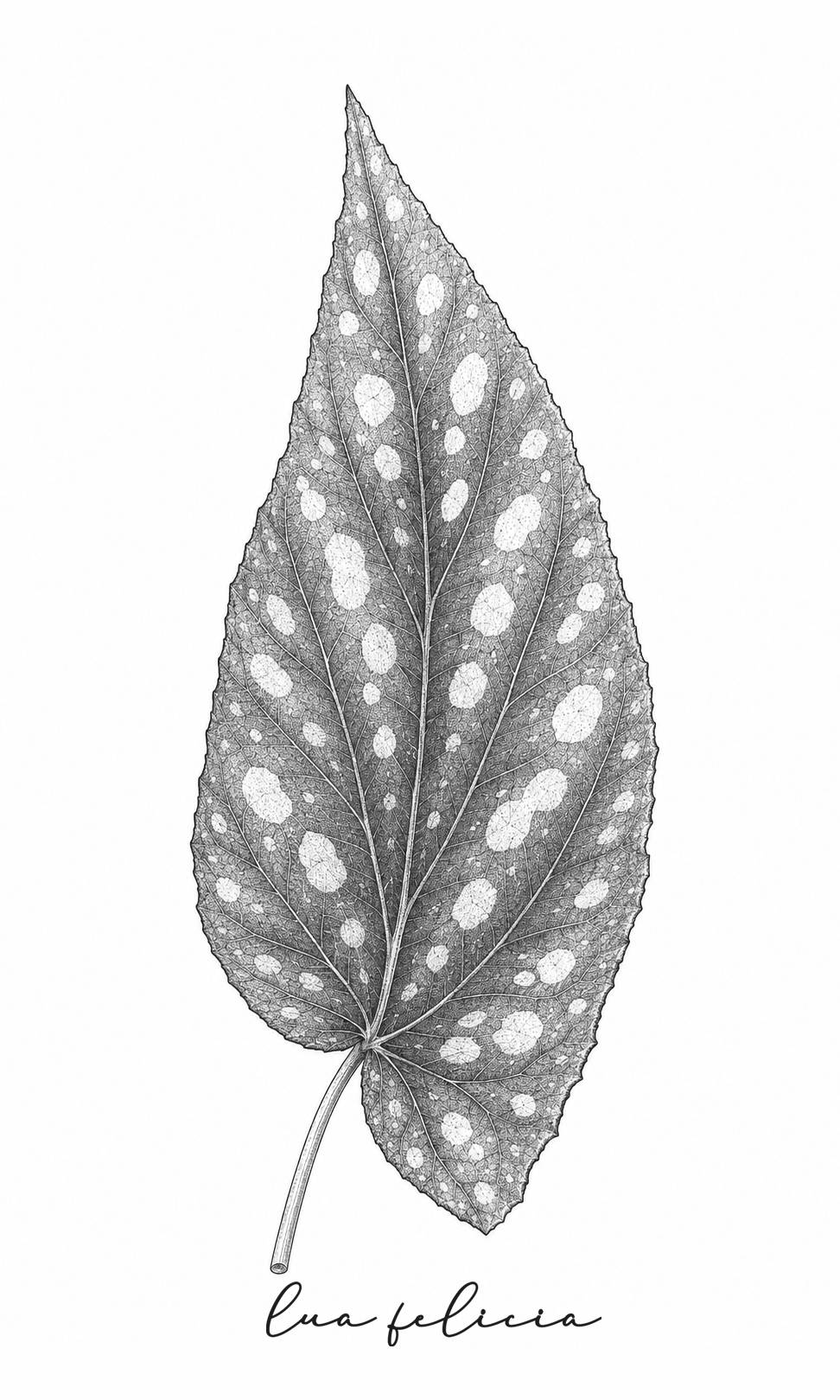 Desenho botânico de Begônia-maculata