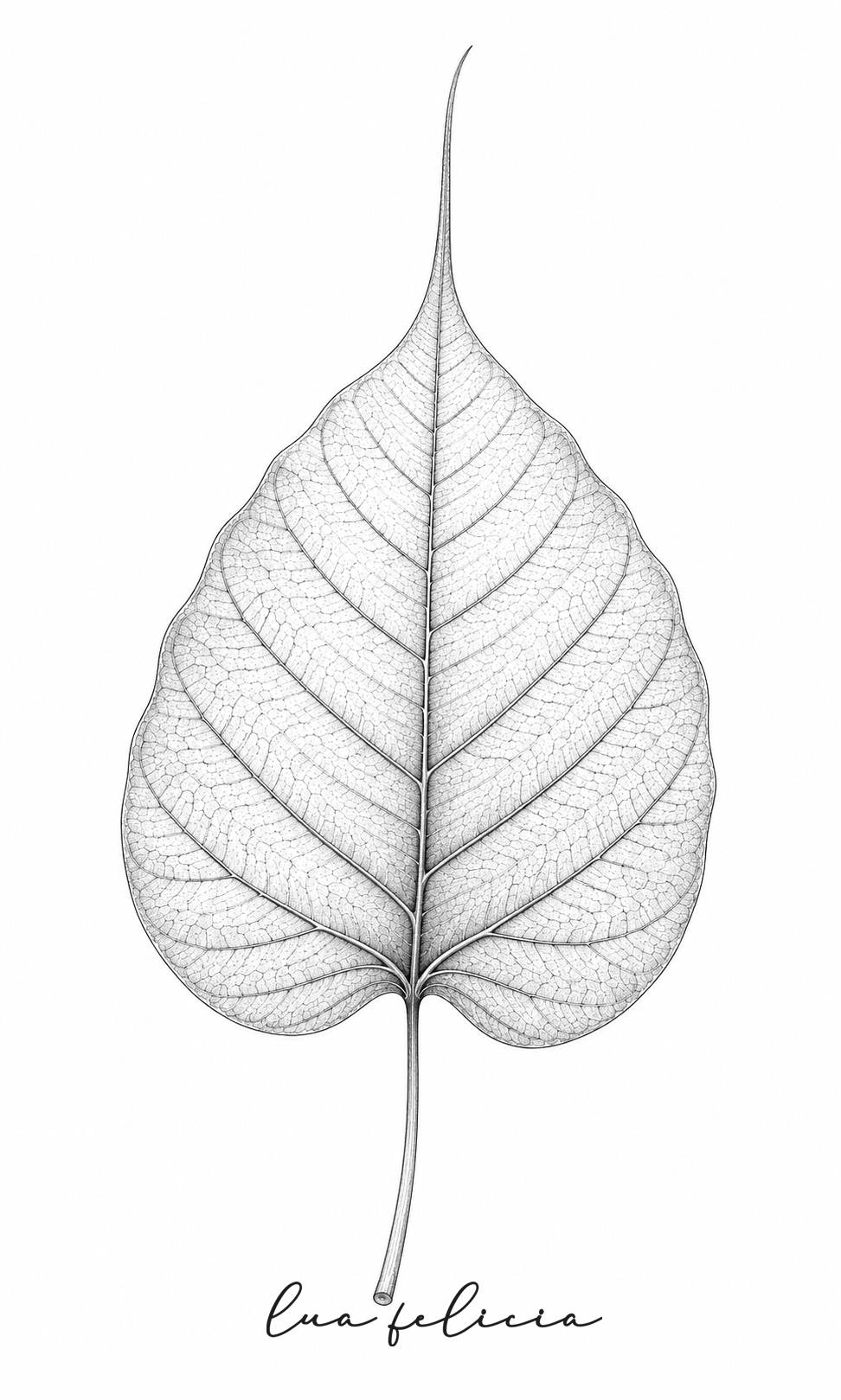 Desenho botânico de Bodhi