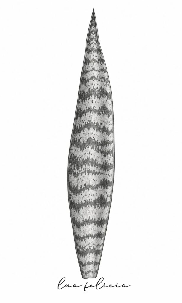 Desenho botânico de Espada-de-São-Jorge