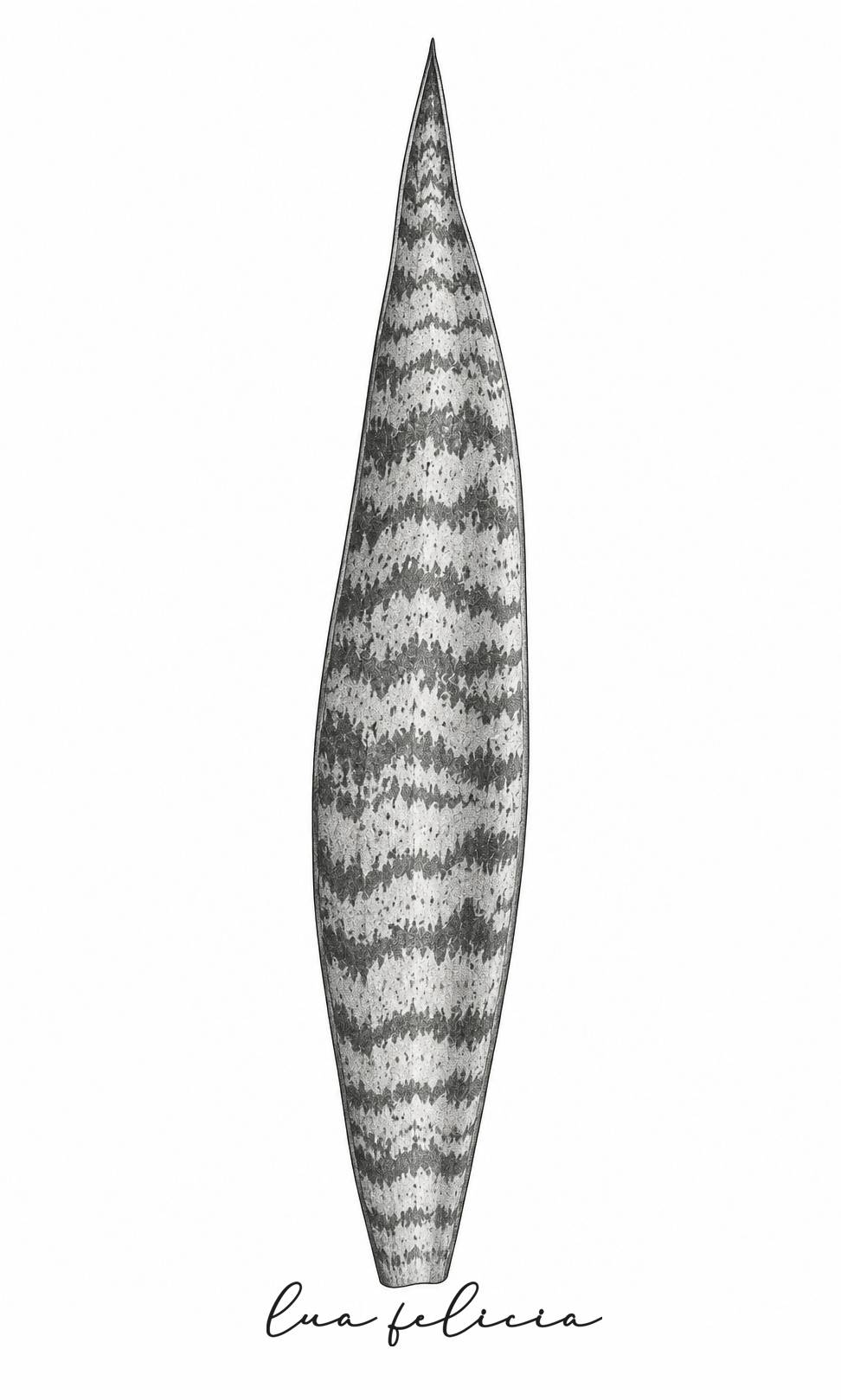 Desenho botânico de Espada-de-São-Jorge