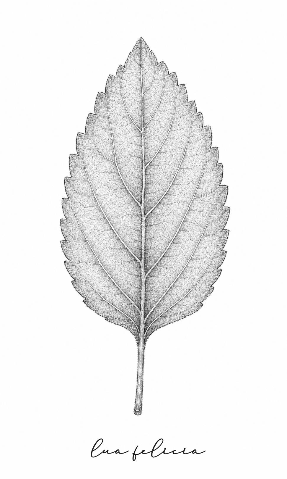Desenho botânico de Tulsi • manjericão-sagrado