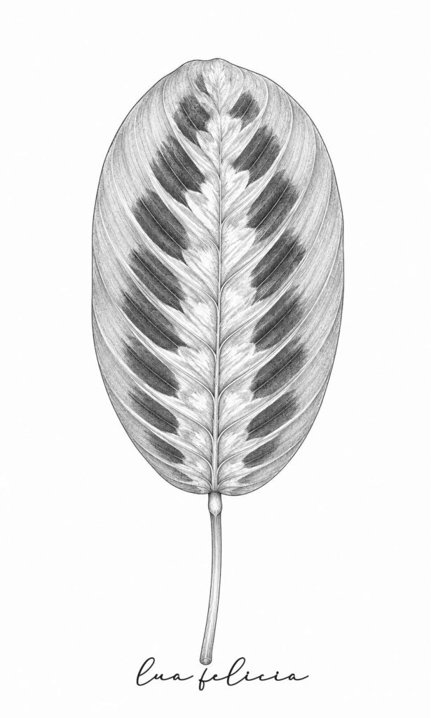 Desenho botânico de Maranta
